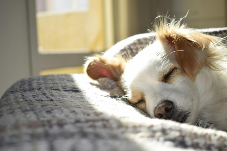 Receta para eliminar los sentimientos de ansiedad en tus mascotas