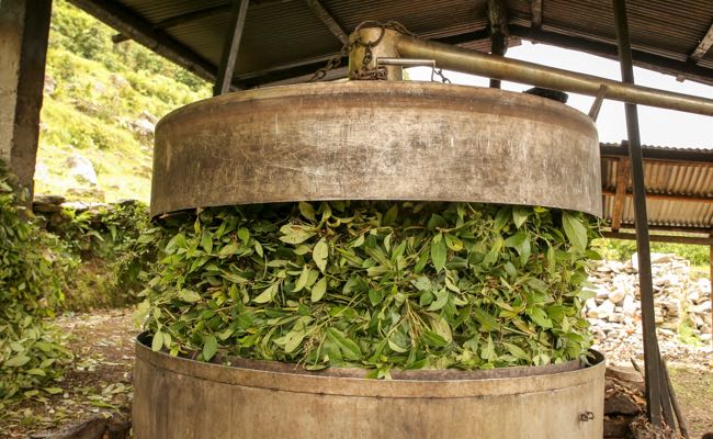 Cómo se producen los aceites esenciales doTERRA en salud esencial