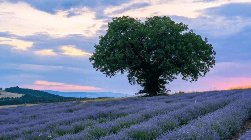 donde se cultivan y procesan los aceites doTERRA