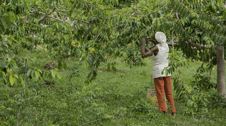 donde se cultivan y procesan los aceites doTERRA4