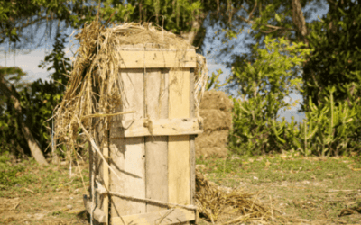 Viajes a las regiones productoras de aceites esenciales: Conoce los lugares donde se cultivan y procesan los aceites doTERRA